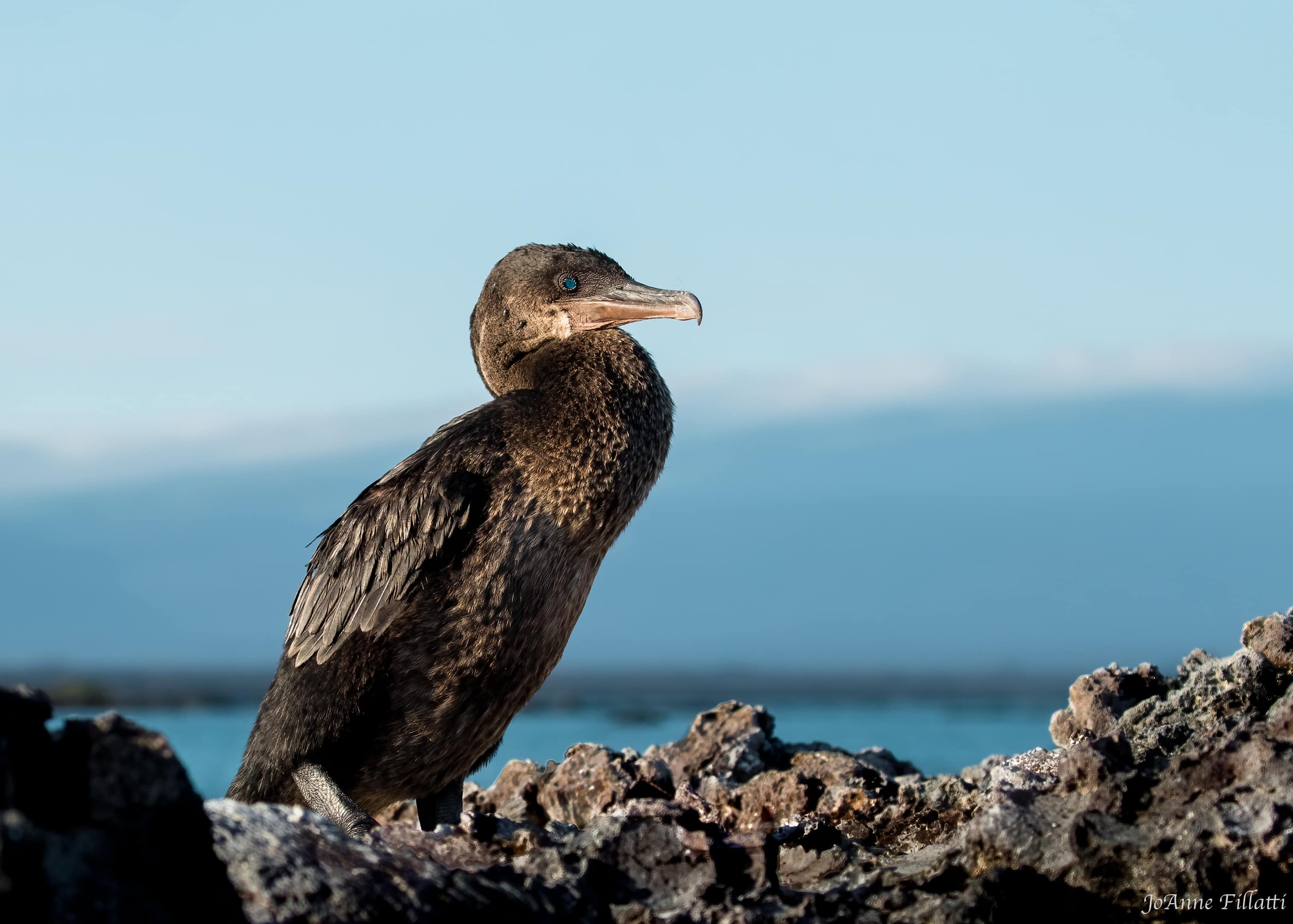 bird of galapagos image 14